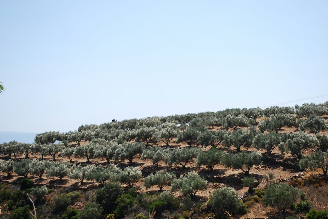 Olive grove